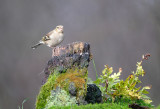 Vink / Common Chaffinch (HBN-hut8)