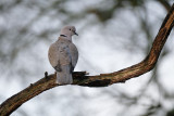 Tortel / Eurasian Collard Dove (HBN-hut8)