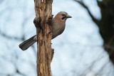 Gaai / Eurasian Jay (HBN-hut8)