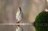 Zanglijster / Song Thrush (HBN-hut8)