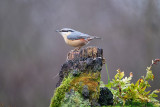 Boomklever / Eurasian Nuthatch (HBN-hut8)
