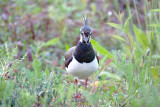 Kievit / Northern Lapwing (de Oelemars)
