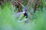 Kievit / Northern Lapwing (de Oelemars)