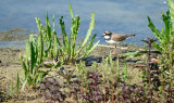 Kleine Plevier / Plover