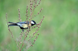 Koolmees / Great Tit (de Oelemars)