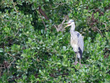 Blauwe Reiger / Grey Heron (Laurapark-Hengelo)