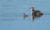 Fuut / Great Crested Grebe (de Oelemars)