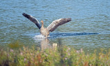 Gans / Goose