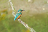Ijsvogel / Common Kingfisher (de Oelemars)