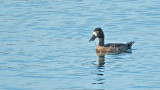 Topper / Greater Scaup (de Oelemars)