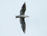 Meeuw / Gull (Laurapark-Hengelo)