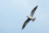 Meeuw / Gull