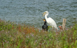 Grote Zilverreiger / Western Great Egret (de Oelemars)