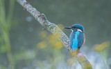 Ijsvogel / Common Kingfisher (de Oelemars)