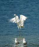 Grote Zilverreiger / Western Great Egret (de Oelemars)