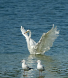 Grote Zilverreiger / Western Great Egret (de Oelemars)