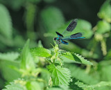 Blauwe-Libelle (de Hulsbeek)