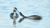 Fuut / Great Crested Grebe (de Oelemars)