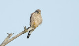 Torenvalk / Common Kestrel (de Oelemars)