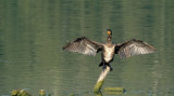 Aalscholver / Great Cormorant (de Oelemars)