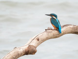 Ijsvogel / Common Kingfisher (de Oelemars)