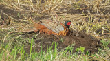 Fazant / Common Pheasant (Reeuwijk)