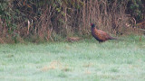 Fazant / Common Pheasant (Reeuwijk)