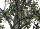 Sperwer / Eurasian Sparrow-hawk (Reeuwijk)