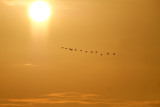Zonsopkomst / Sunrise (Reeuwijk)