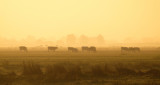 Zonsopkomst / Sunrise (Reeuwijk)