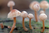 DSCF3819 (Twickel-Delden)