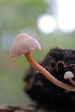 DSCF3980 (Twickel-Delden)