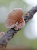 DSCF3999 (Twickel-Delden)