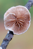 DSCF4004 (Twickel-Delden)