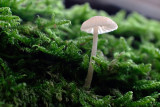DSCF3858 (Twickel-Delden)