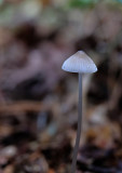 DSCF4063 (Hulsbeek)