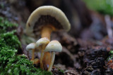 DSCF4101 (Hulsbeek)