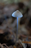 DSCF4061 (Hulsbeek)