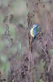 Pimpelmees / European Blue Tit (de Oelemars)