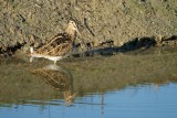 Watersnip / Common Snipe (de Oelemars)