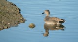 Krakeend / Gadwall (de Oelemars)