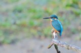IJsvogel /Common Kingfisher (de Oelemars)