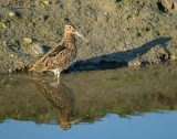 Watersnip / Common Snipe (de Oelemars)