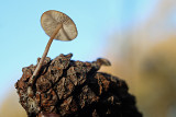 DSCF4731(Haaksbergerveen)