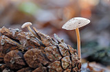 DSCF4705(Haaksbergerveen)