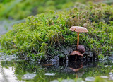 DSCF4635(Haaksbergerveen)