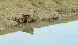 Watersnip / Common Snipe (de Oelemars-Losser)