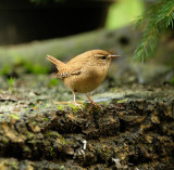 Winterkoning / Winter Wren (Hut Espelo)