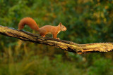 Eekhoorn / Squirrel (Hut Espelo)