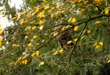 Buizerd / Common Buzzard (Hut Espelo)